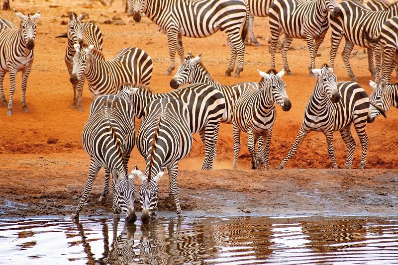 Papillon Lagoon Reef 23