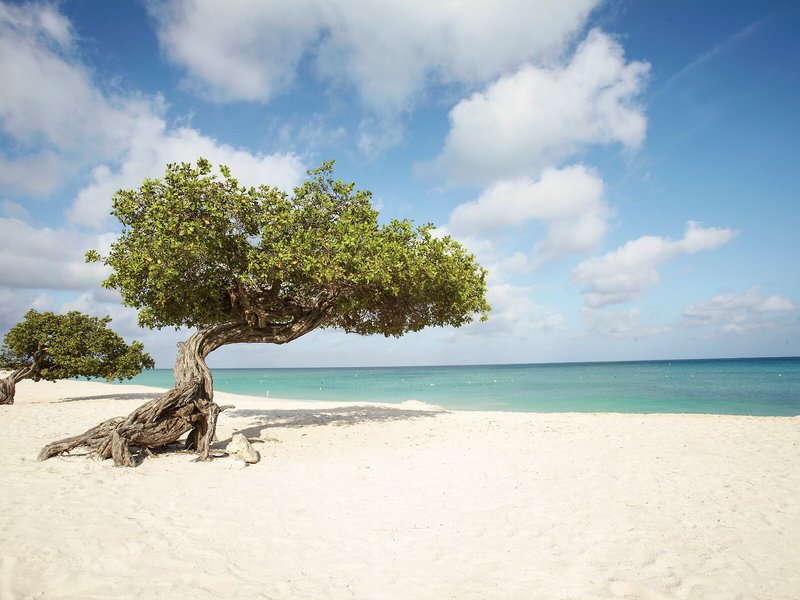 Manchebo Beach Resort & Spa 16 - Beach