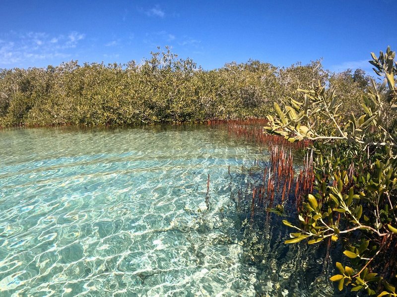 Mangrove Bay Resort 14