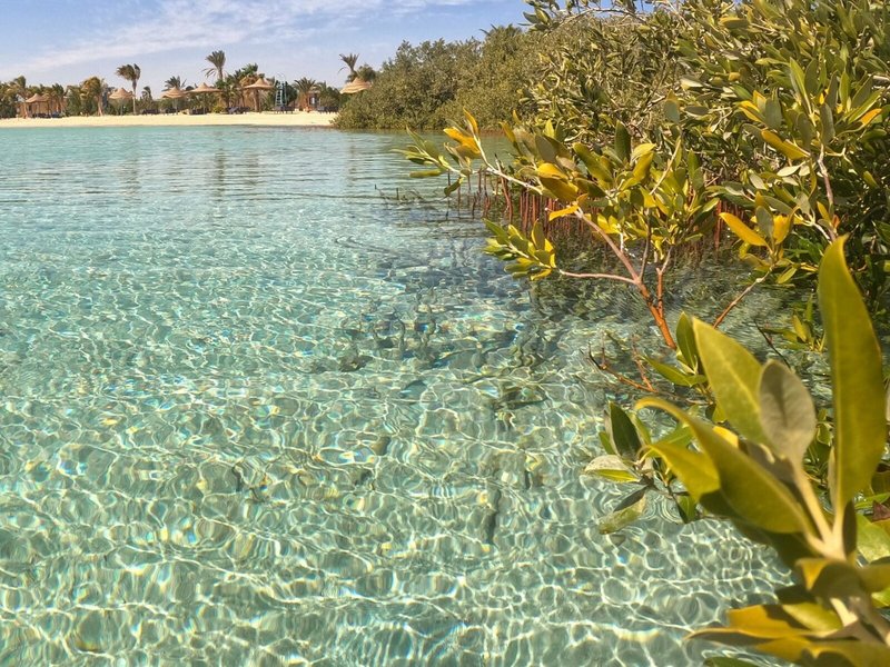 Mangrove Bay Resort 18