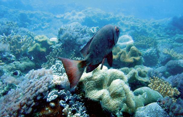 Bahari Beach Hotel 38