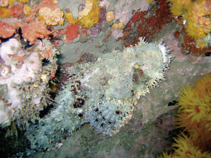 Bahari Beach Hotel 36