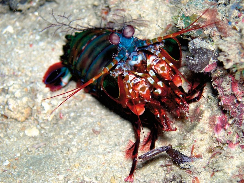 Bahari Beach Hotel 39