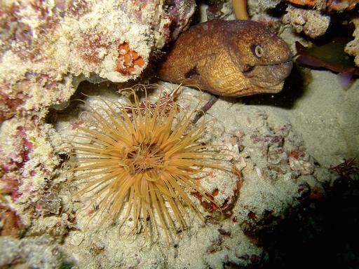 Bahari Beach Hotel 41