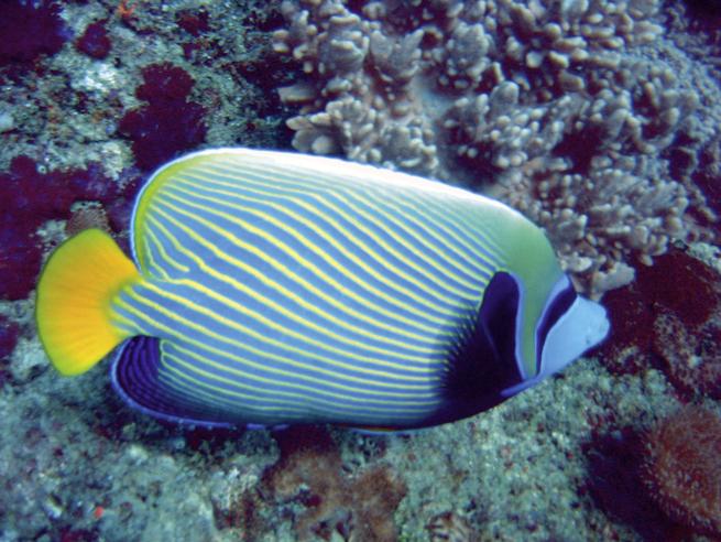 Bahari Beach Hotel 42