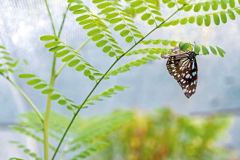 Serena Beach Resort & Spa 31