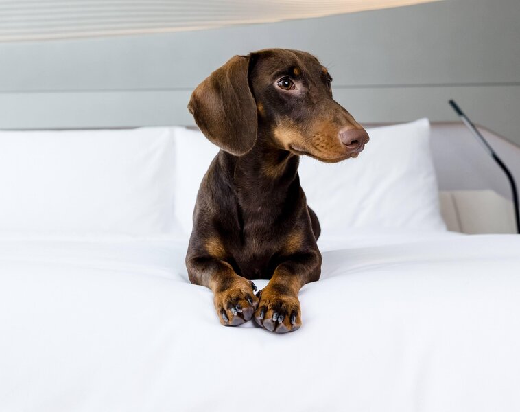 Meliá Las Américas 49