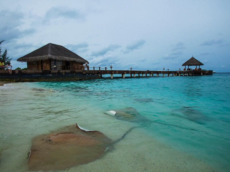 Taj Coral Reef Resort & Spa, Maldives 28