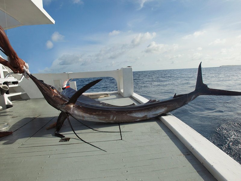 Taj Coral Reef Resort & Spa, Maldives 30