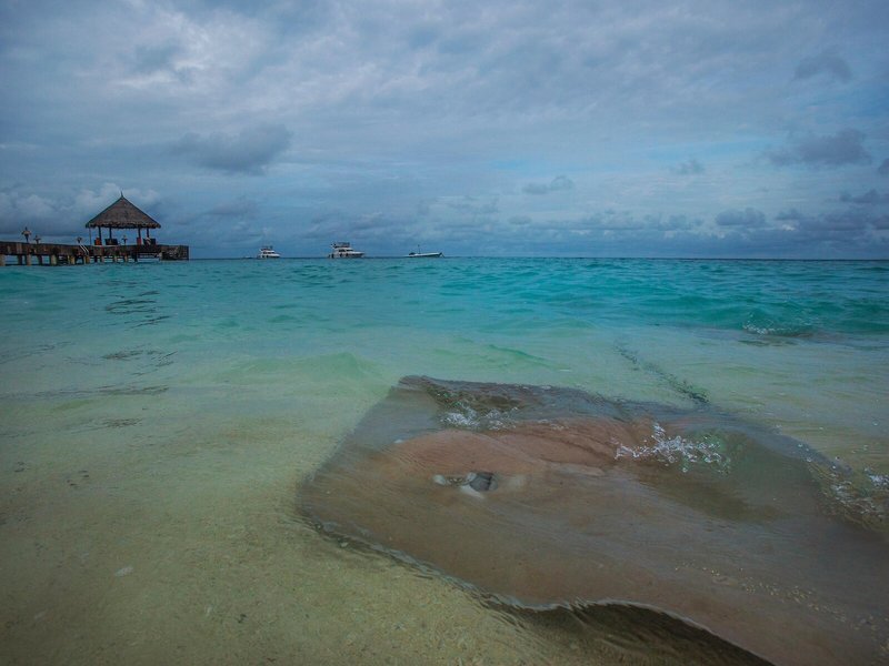 Taj Coral Reef Resort & Spa, Maldives 34