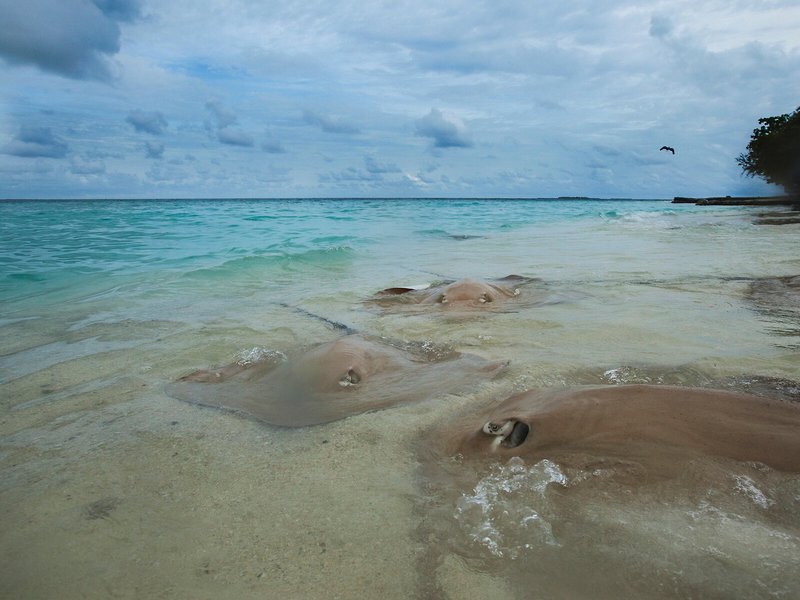 Taj Coral Reef Resort & Spa, Maldives 35