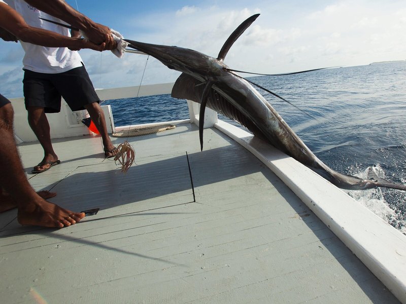 Taj Coral Reef Resort & Spa, Maldives 36