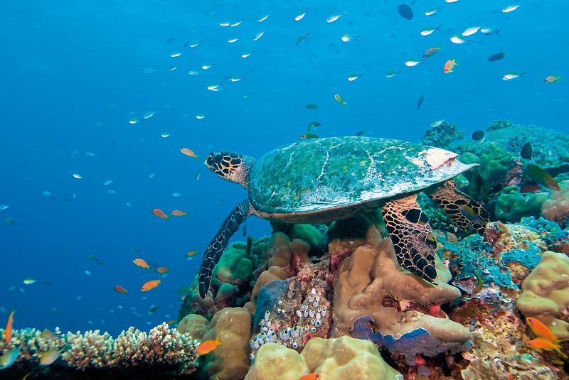 Embudu Village Resort 21