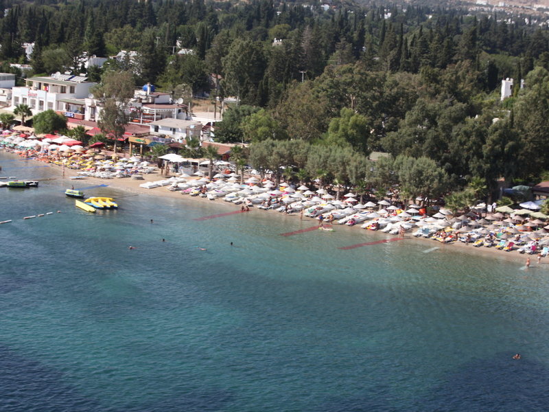 Okaliptüs 1