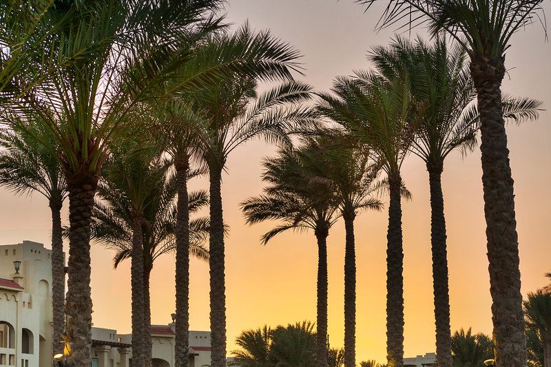 Rixos Sharm el Sheikh Adult Friendly 33