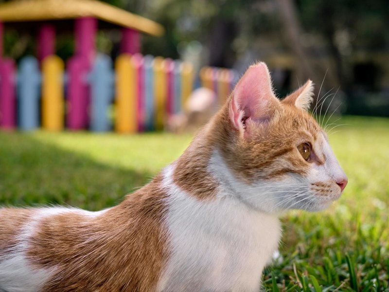 ROBINSON Pamfilya 10