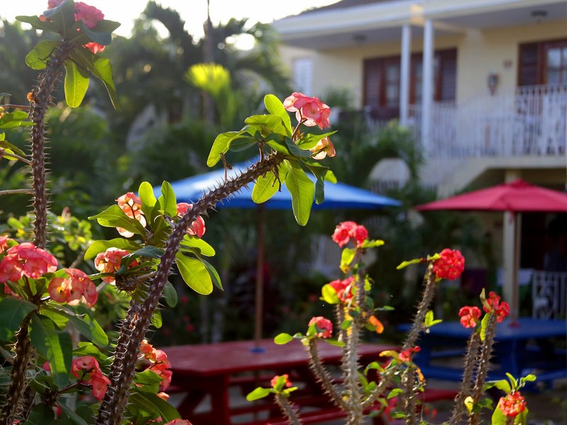 Negril Palms Hotel 7