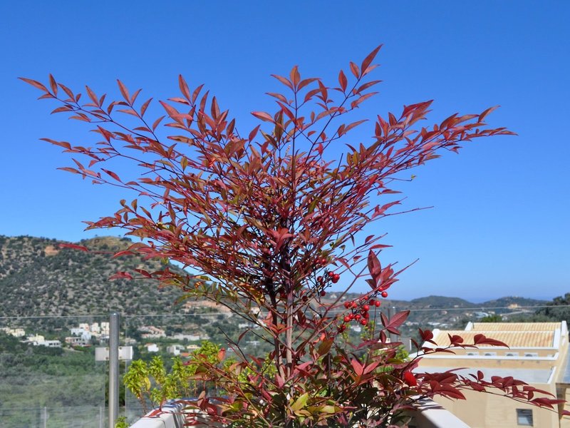Filion Suites Resort & Spa 4