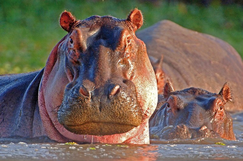 @Beyond - Phinda Private Game Reserve 7