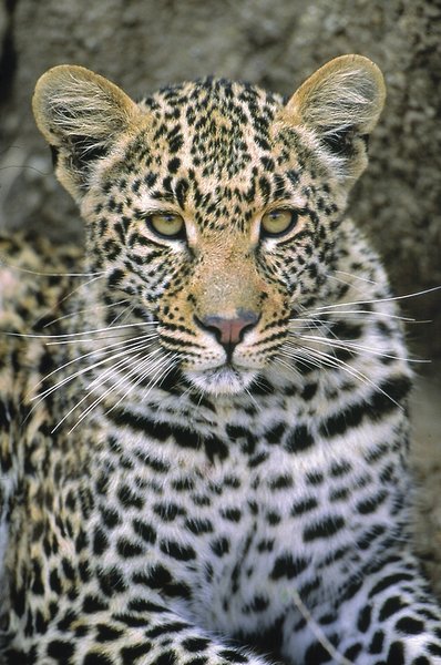 @Beyond - Phinda Private Game Reserve 8