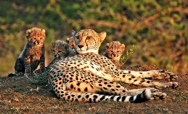 @Beyond - Phinda Private Game Reserve 11