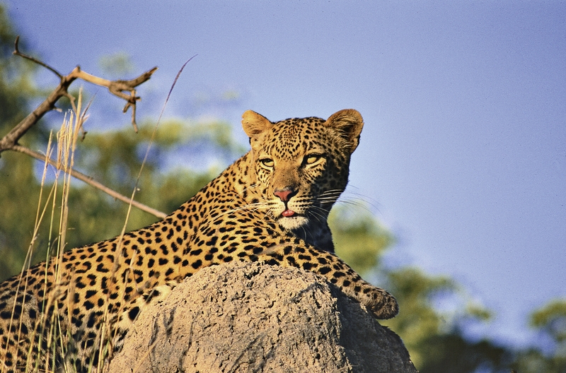 @Beyond - Phinda Private Game Reserve 38