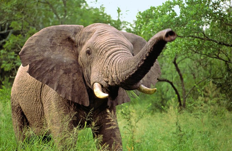 @Beyond - Phinda Private Game Reserve 46