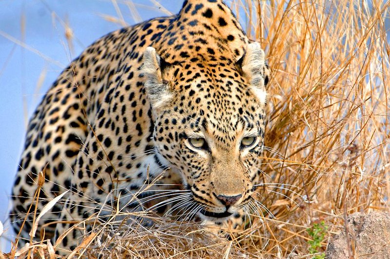 @Beyond - Phinda Private Game Reserve 47