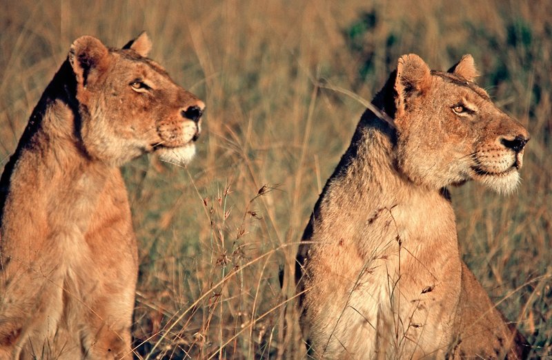 @Beyond - Phinda Private Game Reserve 49