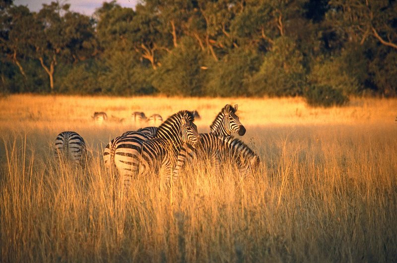 @Beyond - Phinda Private Game Reserve 50