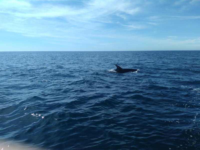 Albufeira Beach Hotel 3