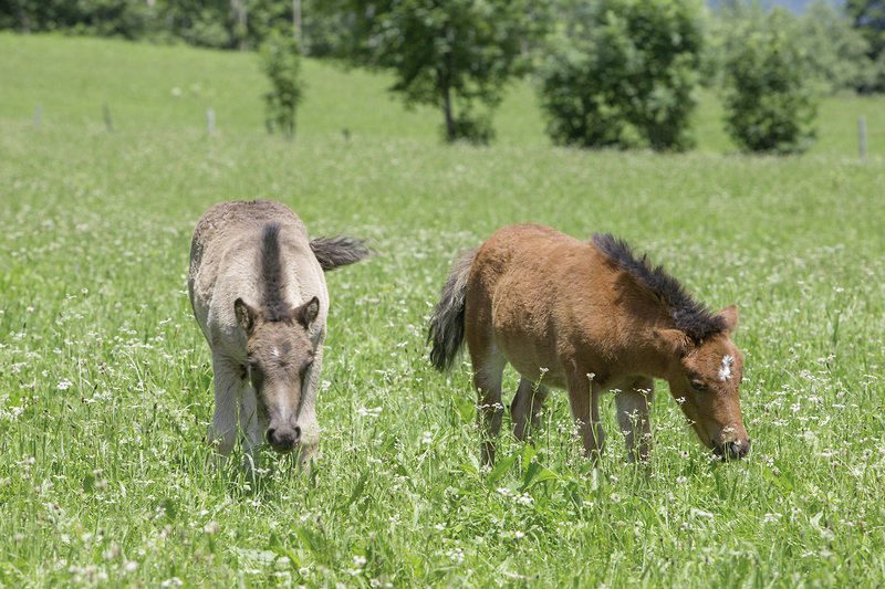Feriendorf Ponyhof 12