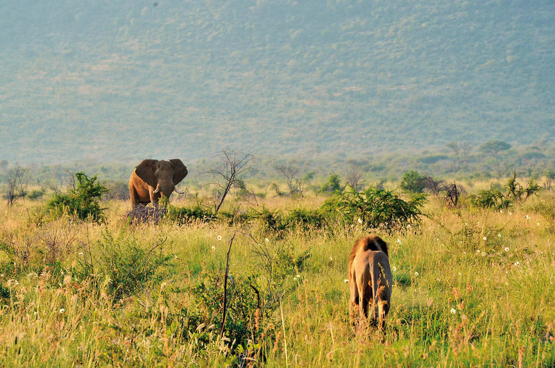 Motswiri Private Safari Lodge 31