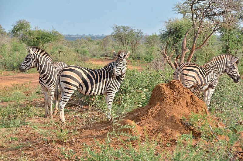 Motswiri Private Safari Lodge 32
