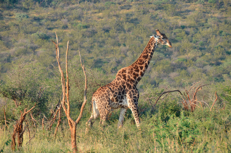 Motswiri Private Safari Lodge 34