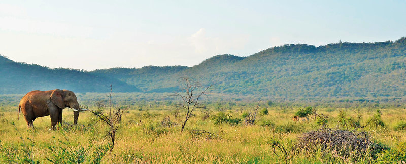 Motswiri Private Safari Lodge 35