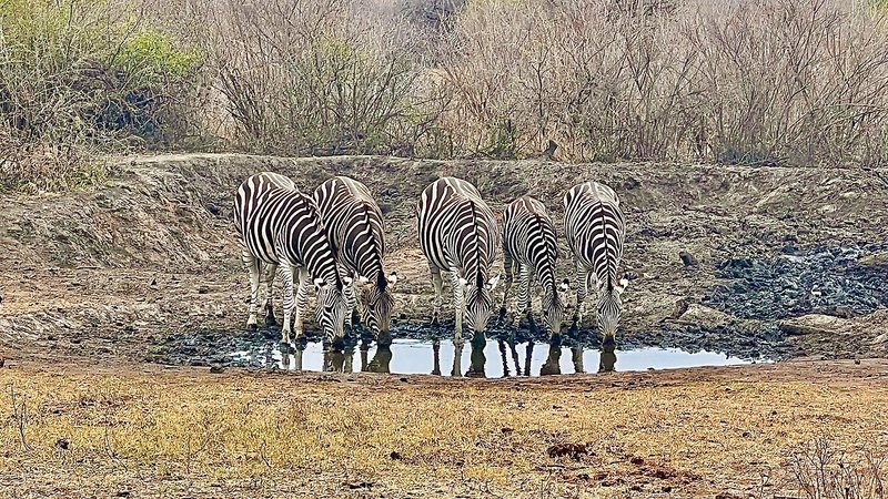 Motswiri Private Safari Lodge 36