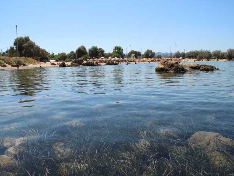 Elotia 5