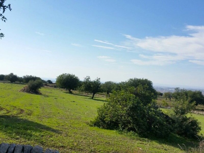 Casato Licitra 6