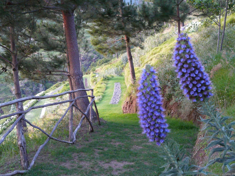 Jardim Atlantico 9