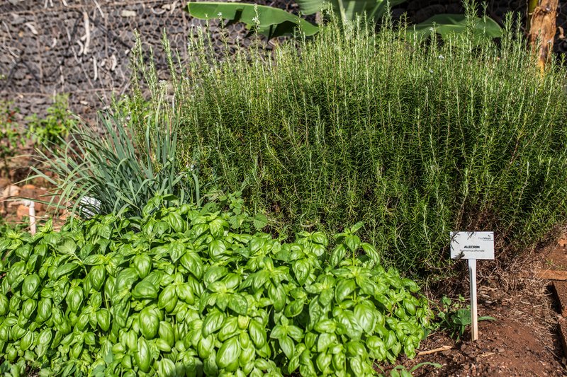 Four Views Oasis 171