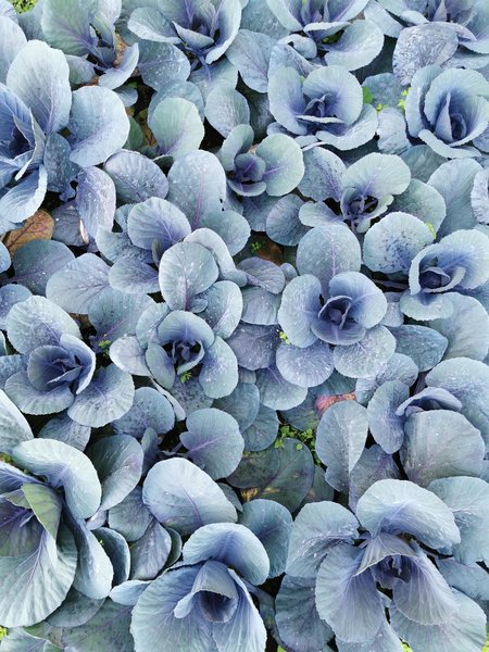 Four Views Oasis 172