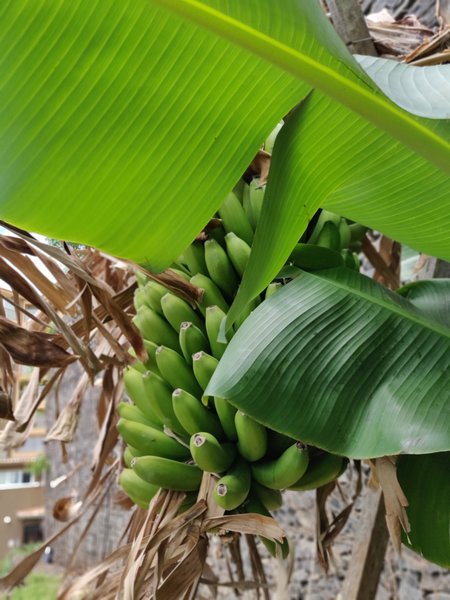 Four Views Oasis 173