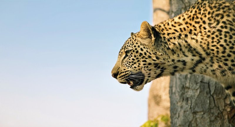 Singita Sabi Sand 37