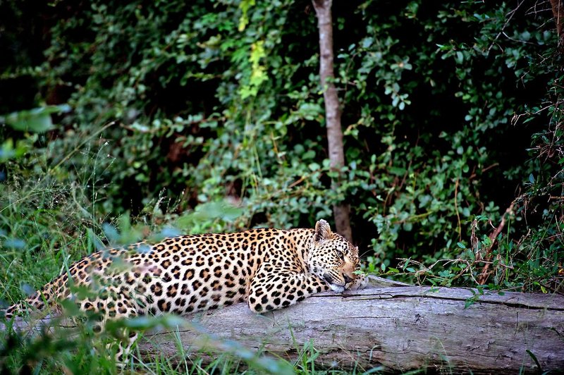Singita Sabi Sand 48