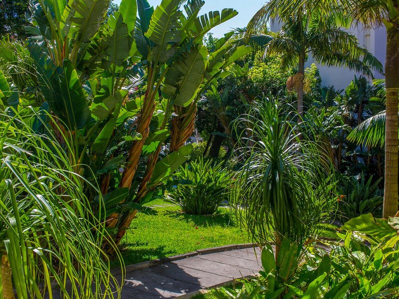 Dorisol Buganvilia 6