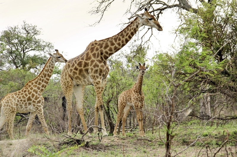 Simbavati River Lodge 3