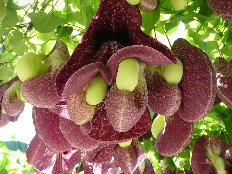 St.George´s Bay Country Club 36