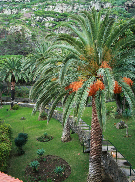 Dom Pedro Madeira 16
