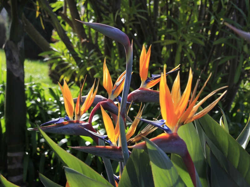Quinta Do Furao 15 - Garden